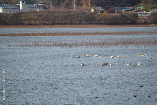 Image of migratory birds searching for food at Junam Reservoir migratory bird habitat in Changwon
 photo