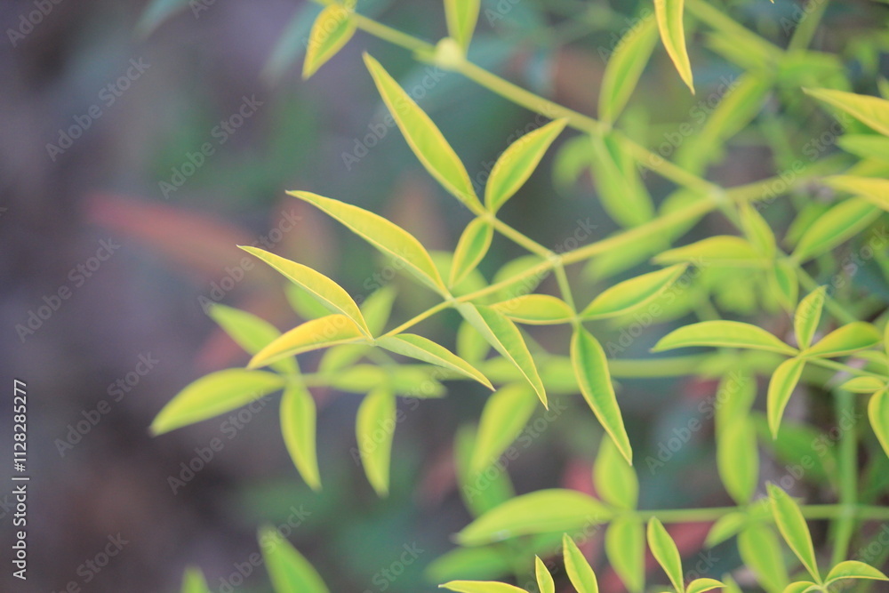 Obraz premium Image of the leaves and fruit of the namcheong tree in bloom along the Daecheongcheon Stream Trail