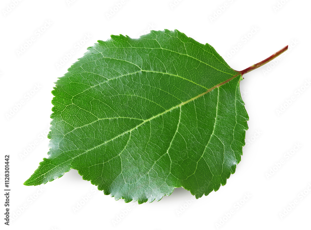 apricot green leaf isolated on white background. clipping path apricot green leaf isolated on white background. clipping path