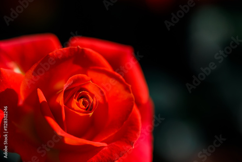 Closeup nature view of roses in garden.