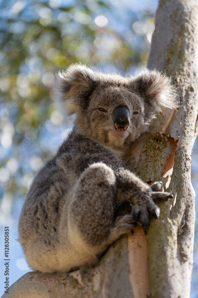 Naklejka premium Koala 