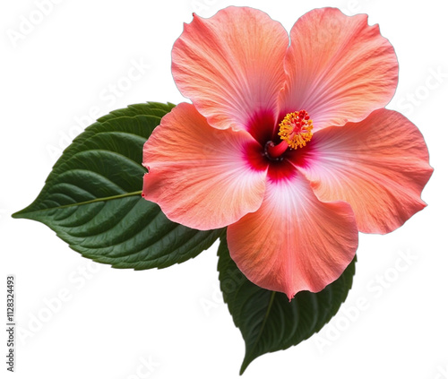 Single hibiscus flower white background pink coral petals stamen photo