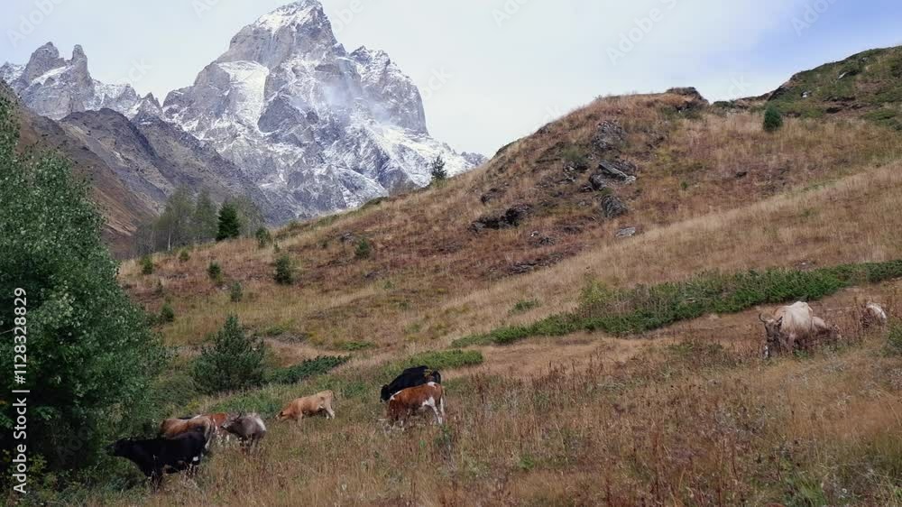 Cattle graze on sloping meadow, snowy mountain summit in background Cattle graze on sloping meadow, snowy mountain summit in background