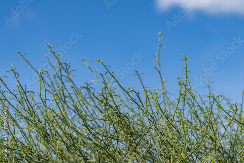  Ambrosia salsola,cheesebush, winged ragweed, burrobush, white burrobrush,desert pearl, family Asteraceae,  Palm Springs Visitor Center，California. San Jacinto Mountains ,Salton Trough photo