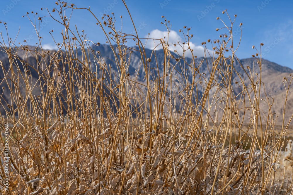 Obraz premium Encelia farinosa (brittlebush, brittlebrush, or incienso), Palm Springs Visitor Center，California. San Jacinto Mountains ,Salton Trough