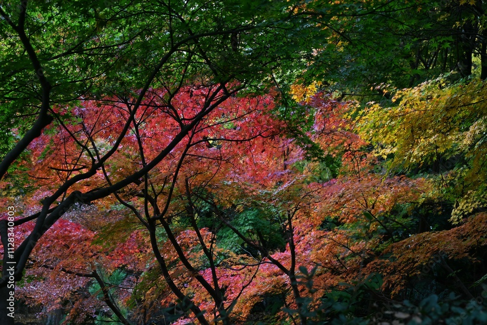 Japan tourism trip. The scenery of autumn leaves of Japanese maples. In Japan, enjoying the autumn leaves of Japanese maples is called Japan tourism trip. The scenery of autumn leaves of Japanese maples. In Japan, enjoying the autumn leaves of Japanese maples is called