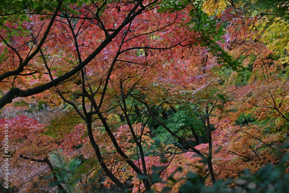 Japan tourism trip. The scenery of autumn leaves of Japanese maples. In Japan, enjoying the autumn leaves of Japanese maples is called Japan tourism trip. The scenery of autumn leaves of Japanese maples. In Japan, enjoying the autumn leaves of Japanese maples is called