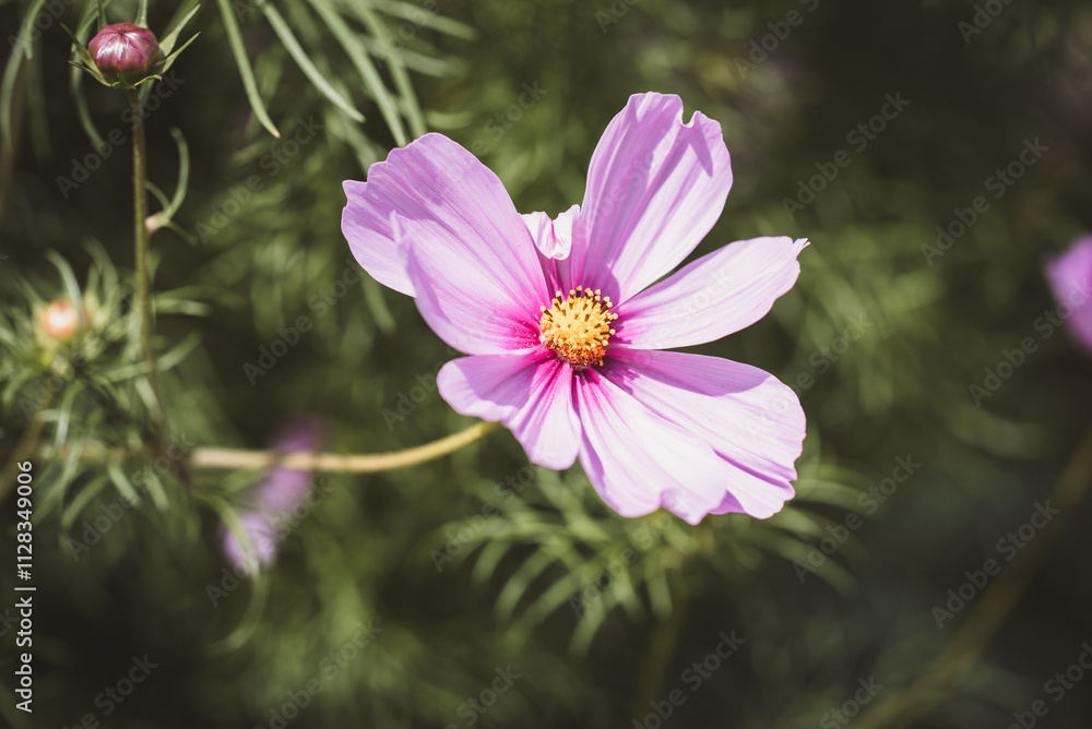 Blume | Sommerkörbchen