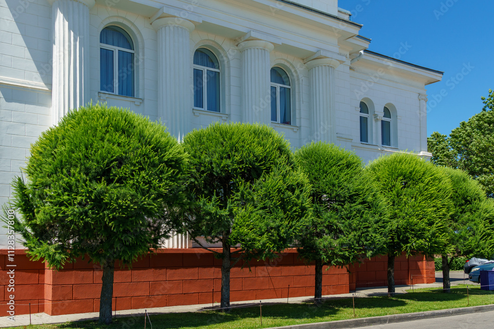 Obraz premium Beautiful formed Himalayan cedars (Cedrus Deodara, Deodar) near the Wedding Palace, former synagogue, in Stavropol.