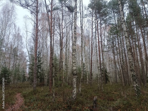 Rekyva forest during cloudy autumn day. Pine and birch tree woodland. Blueberry bushes are growing in woods. Cloudy day with white and gray clouds in sky. Fall season. Nature. Rekyvos miskas.