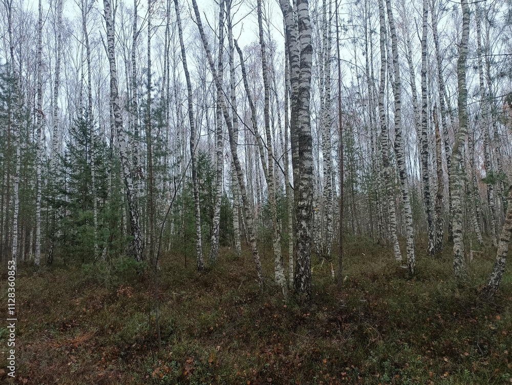 Rekyva forest during cloudy autumn day. Pine and birch tree woodland. Blueberry bushes are growing in woods. Cloudy day with white and gray clouds in sky. Fall season. Nature. Rekyvos miskas. Rekyva forest during cloudy autumn day. Pine and birch tree woodland. Blueberry bushes are growing in woods. Cloudy day with white and gray clouds in sky. Fall season. Nature. Rekyvos miskas.