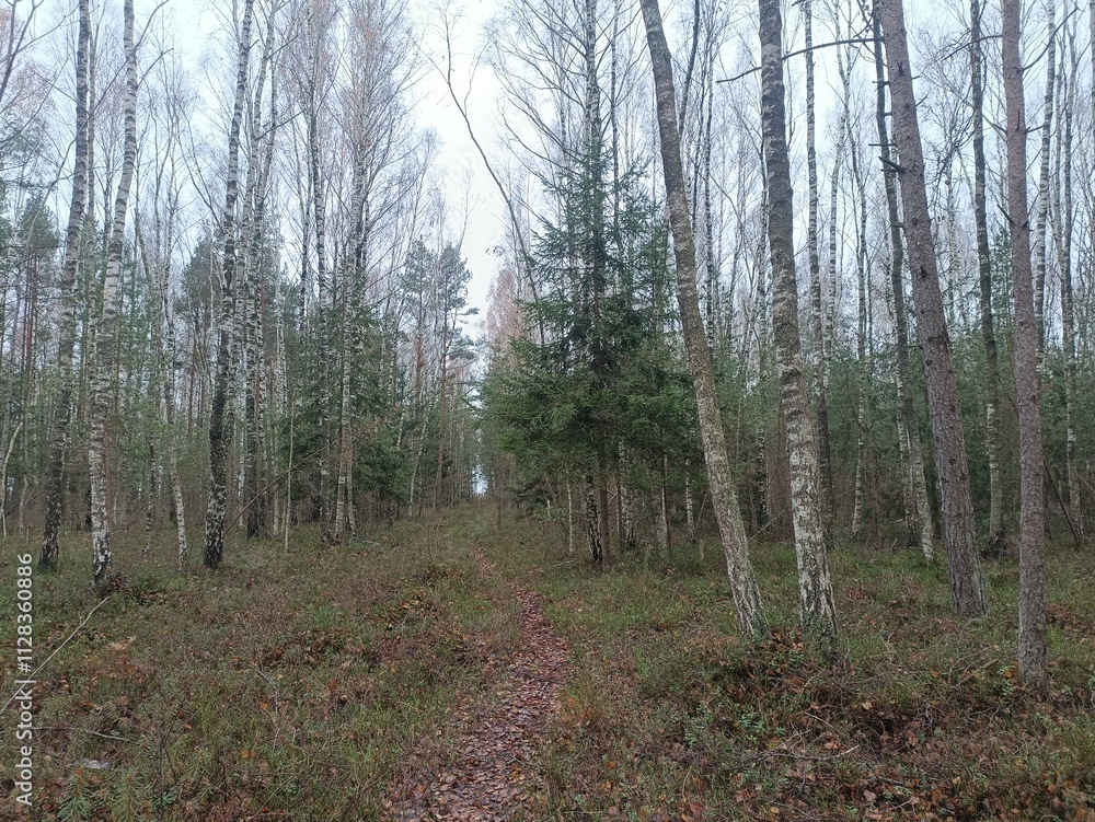 Rekyva forest during cloudy autumn day. Pine and birch tree woodland. Blueberry bushes are growing in woods. Cloudy day with white and gray clouds in sky. Fall season. Nature. Rekyvos miskas. Rekyva forest during cloudy autumn day. Pine and birch tree woodland. Blueberry bushes are growing in woods. Cloudy day with white and gray clouds in sky. Fall season. Nature. Rekyvos miskas.