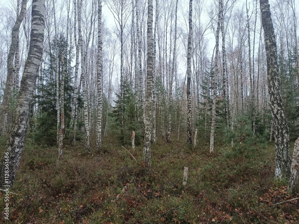 Rekyva forest during cloudy autumn day. Pine and birch tree woodland. Blueberry bushes are growing in woods. Cloudy day with white and gray clouds in sky. Fall season. Nature. Rekyvos miskas. Rekyva forest during cloudy autumn day. Pine and birch tree woodland. Blueberry bushes are growing in woods. Cloudy day with white and gray clouds in sky. Fall season. Nature. Rekyvos miskas.