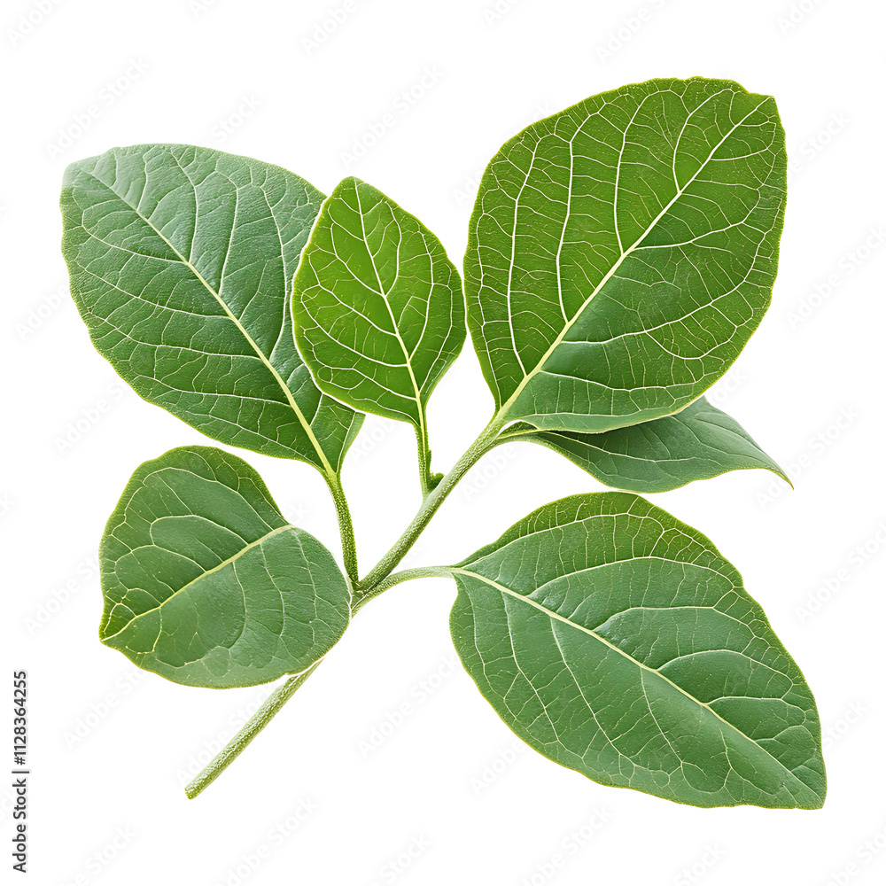 Obraz premium Organic Ashwagandha plant leaves close-up isolated on transparent background