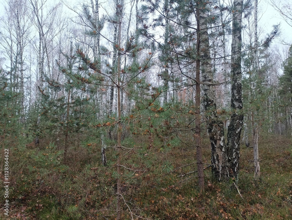 Rekyva forest during cloudy autumn day. Pine and birch tree woodland. Blueberry bushes are growing in woods. Cloudy day with white and gray clouds in sky. Fall season. Nature. Rekyvos miskas. Rekyva forest during cloudy autumn day. Pine and birch tree woodland. Blueberry bushes are growing in woods. Cloudy day with white and gray clouds in sky. Fall season. Nature. Rekyvos miskas.