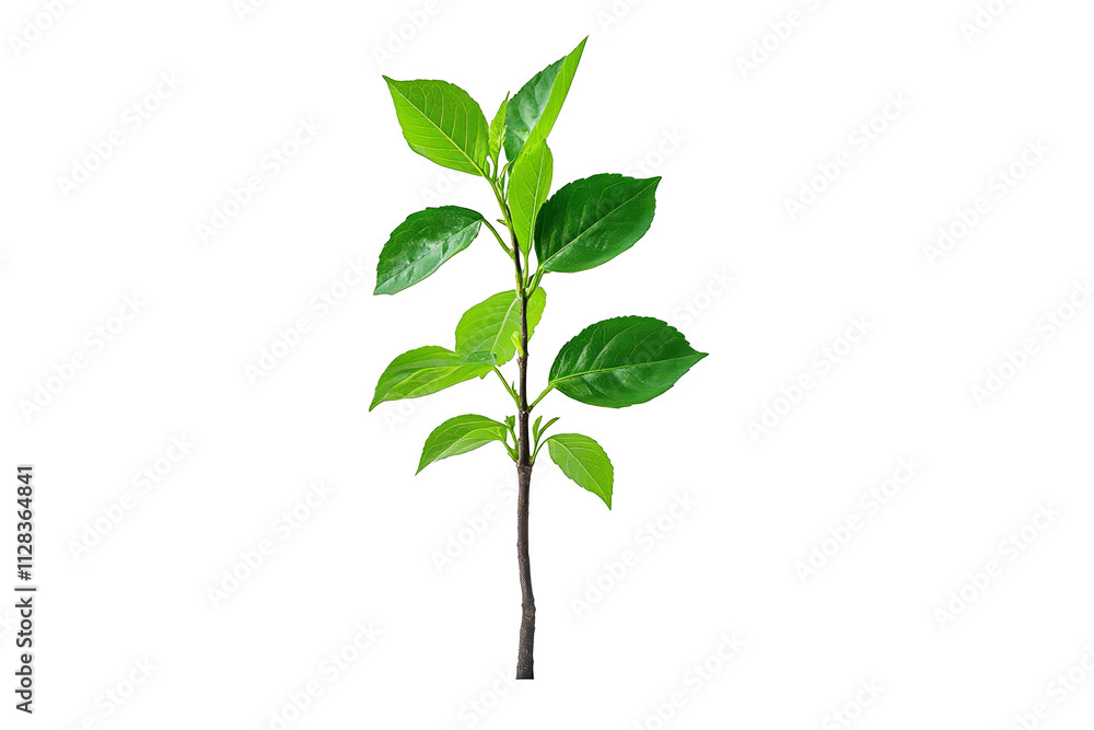 Vibrant Plant Sprout Amidst Abstract Colorful Stripes Vibrant Plant Sprout Amidst Abstract Colorful Stripes
