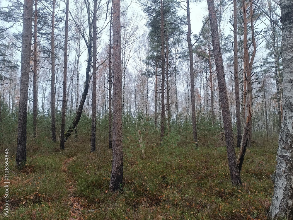 Rekyva forest during cloudy autumn day. Pine and birch tree woodland. Blueberry bushes are growing in woods. Cloudy day with white and gray clouds in sky. Fall season. Nature. Rekyvos miskas. Rekyva forest during cloudy autumn day. Pine and birch tree woodland. Blueberry bushes are growing in woods. Cloudy day with white and gray clouds in sky. Fall season. Nature. Rekyvos miskas.