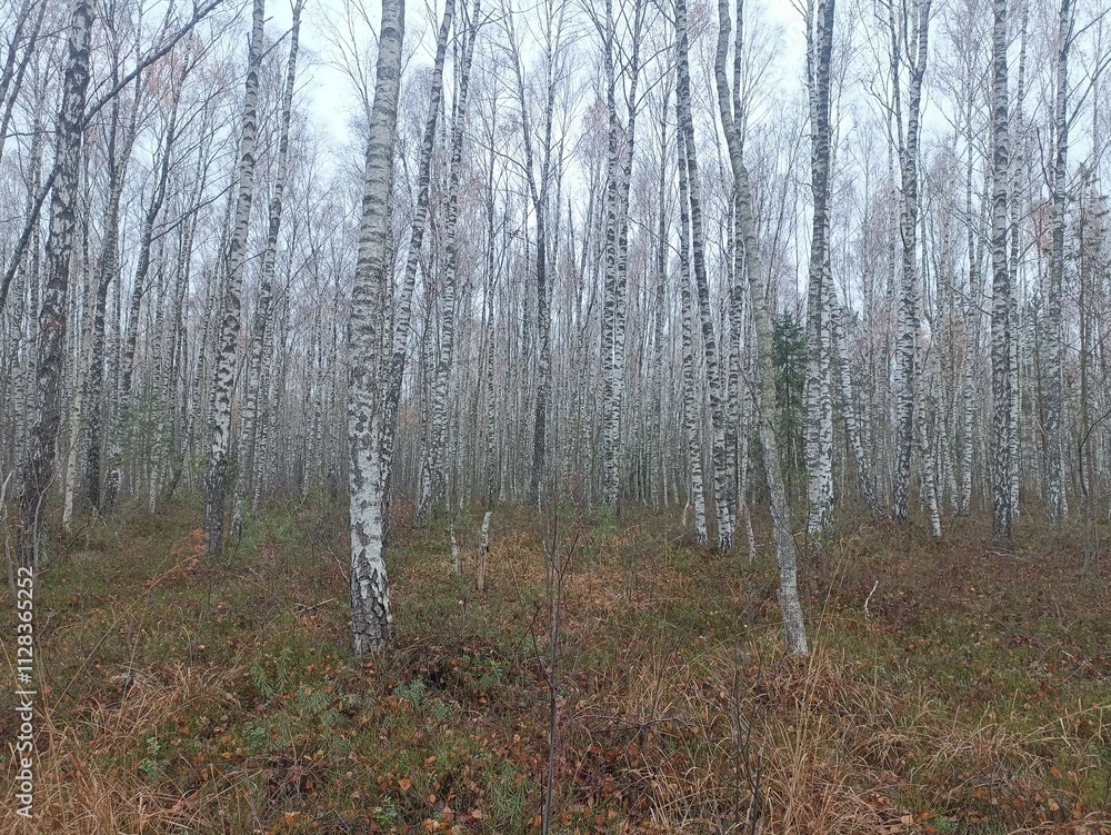 Rekyva forest during cloudy autumn day. Pine and birch tree woodland. Blueberry bushes are growing in woods. Cloudy day with white and gray clouds in sky. Fall season. Nature. Rekyvos miskas. Rekyva forest during cloudy autumn day. Pine and birch tree woodland. Blueberry bushes are growing in woods. Cloudy day with white and gray clouds in sky. Fall season. Nature. Rekyvos miskas.