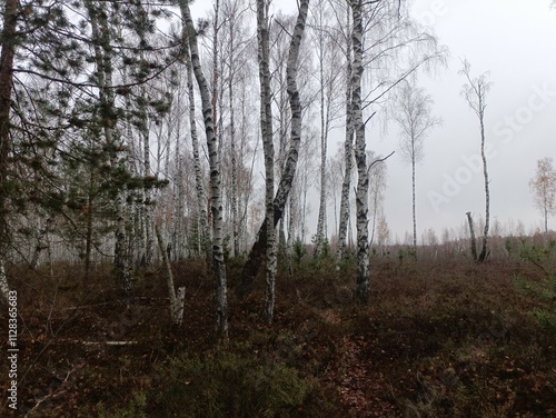 Rekyva forest during cloudy autumn day. Pine and birch tree woodland. Blueberry bushes are growing in woods. Cloudy day with white and gray clouds in sky. Fall season. Nature. Rekyvos miskas. photo