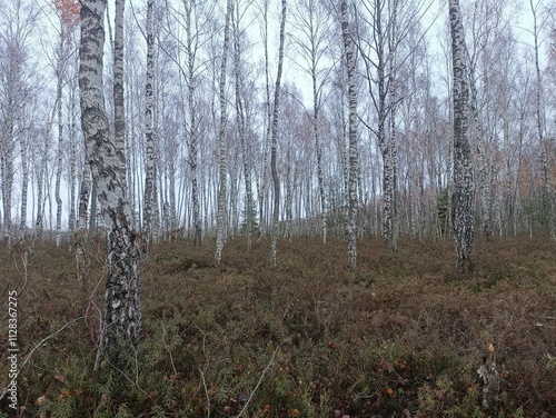 Rekyva forest during cloudy autumn day. Pine and birch tree woodland. Blueberry bushes are growing in woods. Cloudy day with white and gray clouds in sky. Fall season. Nature. Rekyvos miskas. photo