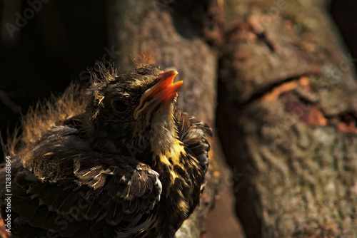 A common thrush chick that has fallen from its nest opens its beak and asks for food.