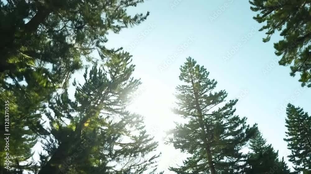 Slow-motion cinematic pine forest view under early morning sky Slow-motion cinematic pine forest view under early morning sky