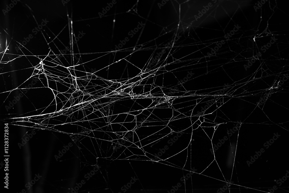 Photography spider web on a dark background