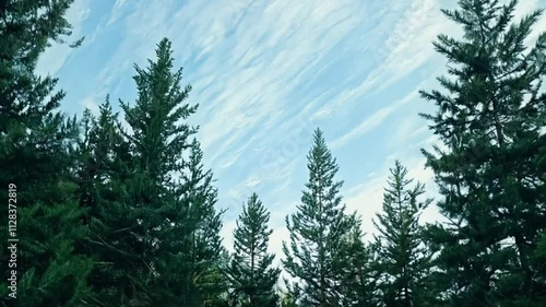 Cinematic forest perspective with tall pines and morning light photo