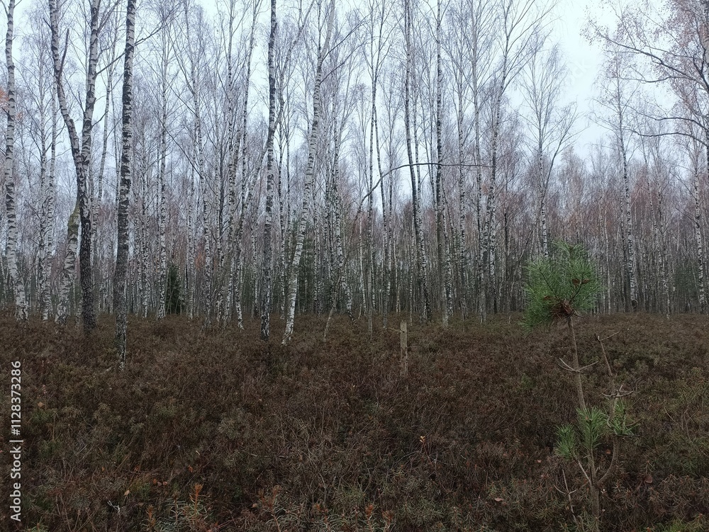 Rekyva forest during cloudy autumn day. Pine and birch tree woodland. Blueberry bushes are growing in woods. Cloudy day with white and gray clouds in sky. Fall season. Nature. Rekyvos miskas. Rekyva forest during cloudy autumn day. Pine and birch tree woodland. Blueberry bushes are growing in woods. Cloudy day with white and gray clouds in sky. Fall season. Nature. Rekyvos miskas.