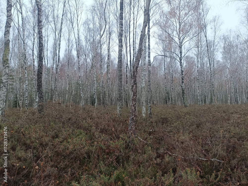 Rekyva forest during cloudy autumn day. Pine and birch tree woodland. Blueberry bushes are growing in woods. Cloudy day with white and gray clouds in sky. Fall season. Nature. Rekyvos miskas. Rekyva forest during cloudy autumn day. Pine and birch tree woodland. Blueberry bushes are growing in woods. Cloudy day with white and gray clouds in sky. Fall season. Nature. Rekyvos miskas.