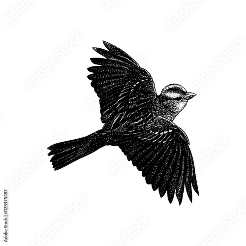 White-Crowned Sparrow hand drawing vector isolated on background.