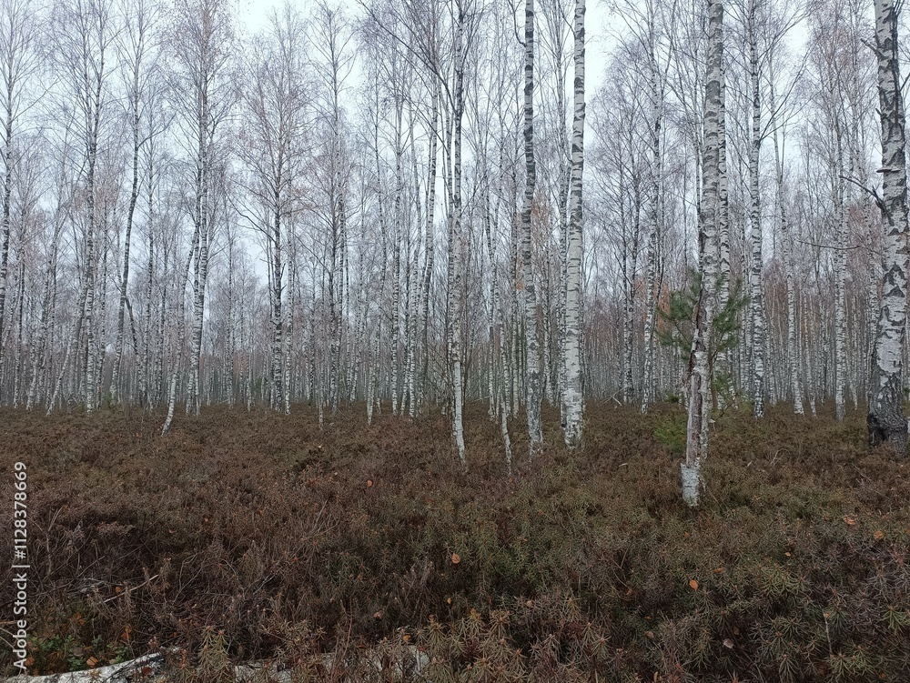 Rekyva forest during cloudy autumn day. Pine and birch tree woodland. Blueberry bushes are growing in woods. Cloudy day with white and gray clouds in sky. Fall season. Nature. Rekyvos miskas. Rekyva forest during cloudy autumn day. Pine and birch tree woodland. Blueberry bushes are growing in woods. Cloudy day with white and gray clouds in sky. Fall season. Nature. Rekyvos miskas.