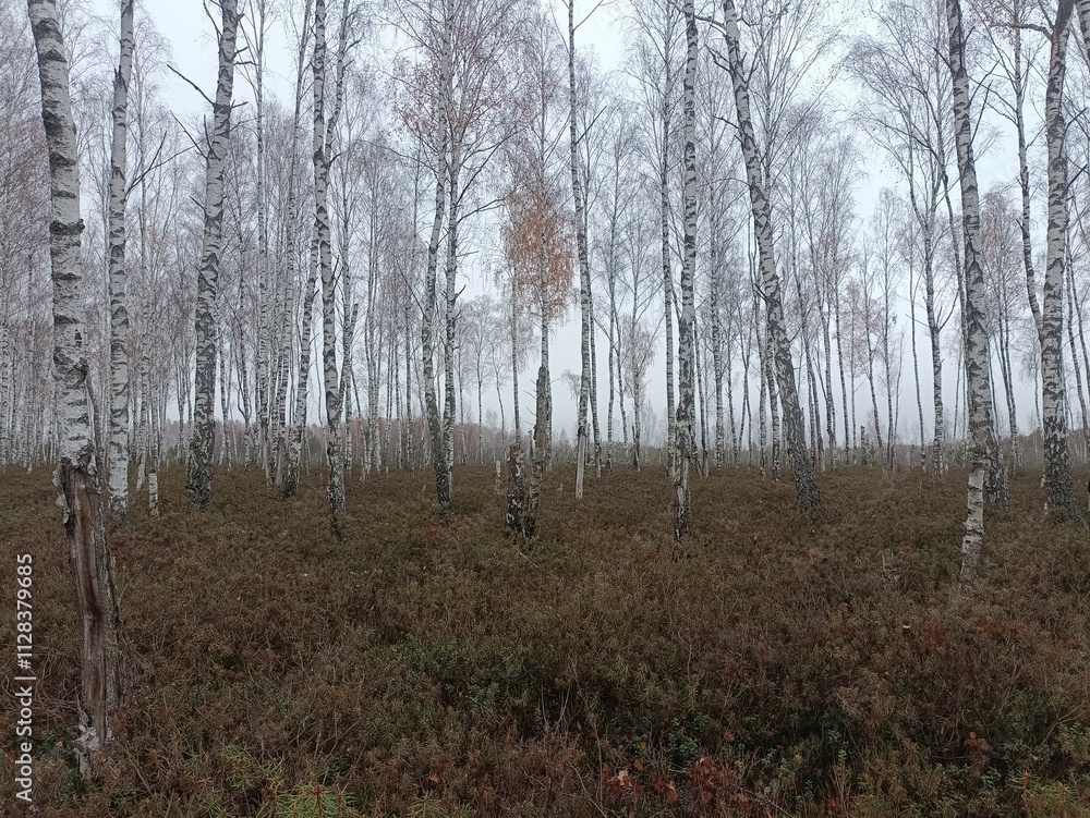 Rekyva forest during cloudy autumn day. Pine and birch tree woodland. Blueberry bushes are growing in woods. Cloudy day with white and gray clouds in sky. Fall season. Nature. Rekyvos miskas. Rekyva forest during cloudy autumn day. Pine and birch tree woodland. Blueberry bushes are growing in woods. Cloudy day with white and gray clouds in sky. Fall season. Nature. Rekyvos miskas.