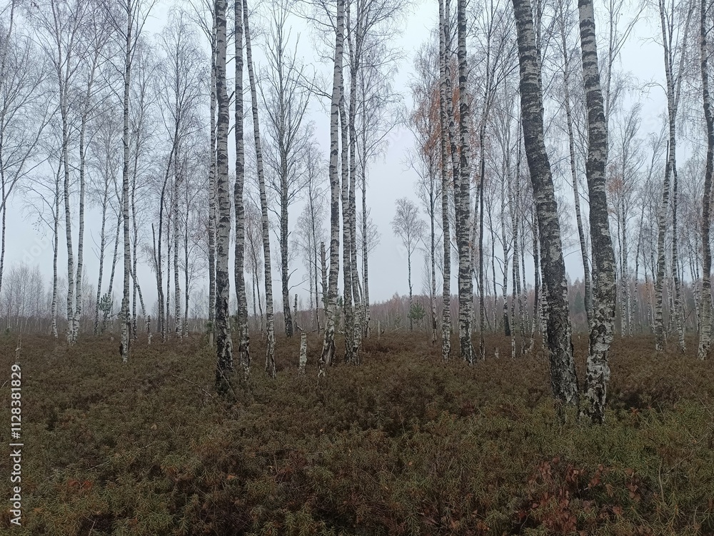 Rekyva forest during cloudy autumn day. Pine and birch tree woodland. Blueberry bushes are growing in woods. Cloudy day with white and gray clouds in sky. Fall season. Nature. Rekyvos miskas. Rekyva forest during cloudy autumn day. Pine and birch tree woodland. Blueberry bushes are growing in woods. Cloudy day with white and gray clouds in sky. Fall season. Nature. Rekyvos miskas.