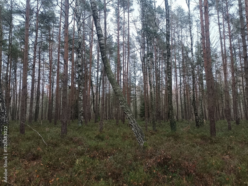 Rekyva forest during cloudy autumn day. Pine and birch tree woodland. Blueberry bushes are growing in woods. Cloudy day with white and gray clouds in sky. Fall season. Nature. Rekyvos miskas. Rekyva forest during cloudy autumn day. Pine and birch tree woodland. Blueberry bushes are growing in woods. Cloudy day with white and gray clouds in sky. Fall season. Nature. Rekyvos miskas.