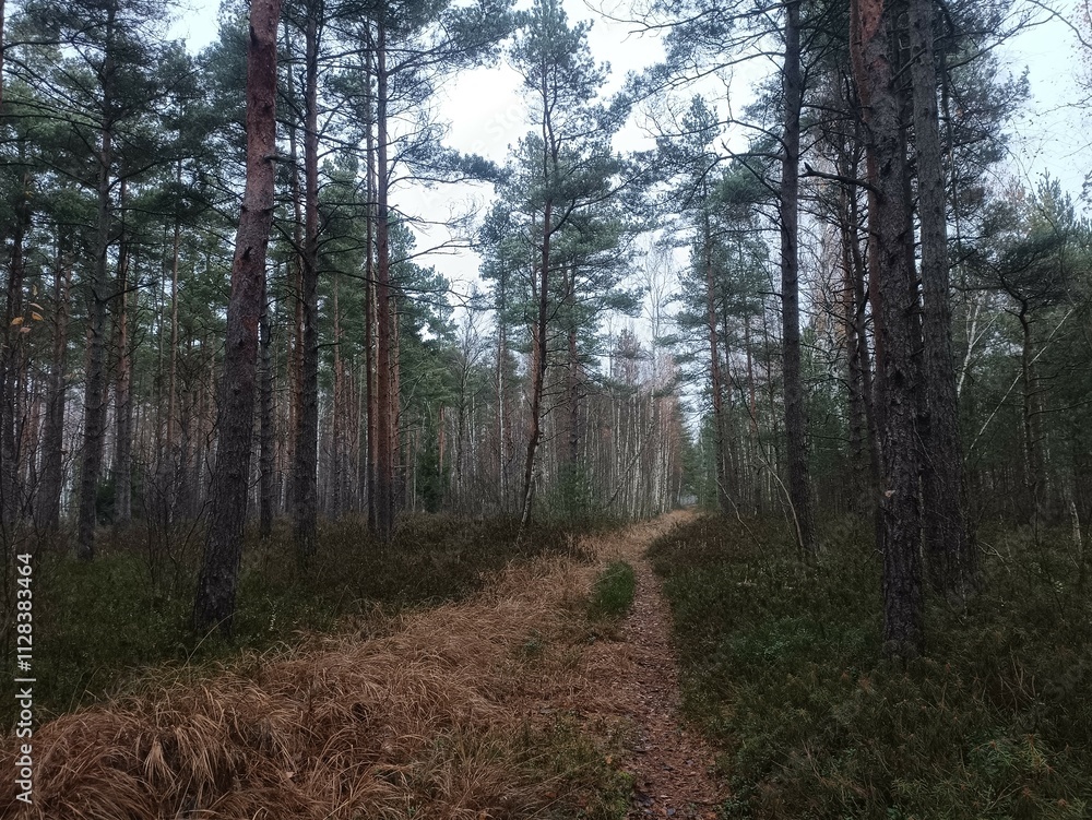 Rekyva forest during cloudy autumn day. Pine and birch tree woodland. Blueberry bushes are growing in woods. Cloudy day with white and gray clouds in sky. Fall season. Nature. Rekyvos miskas. Rekyva forest during cloudy autumn day. Pine and birch tree woodland. Blueberry bushes are growing in woods. Cloudy day with white and gray clouds in sky. Fall season. Nature. Rekyvos miskas.
