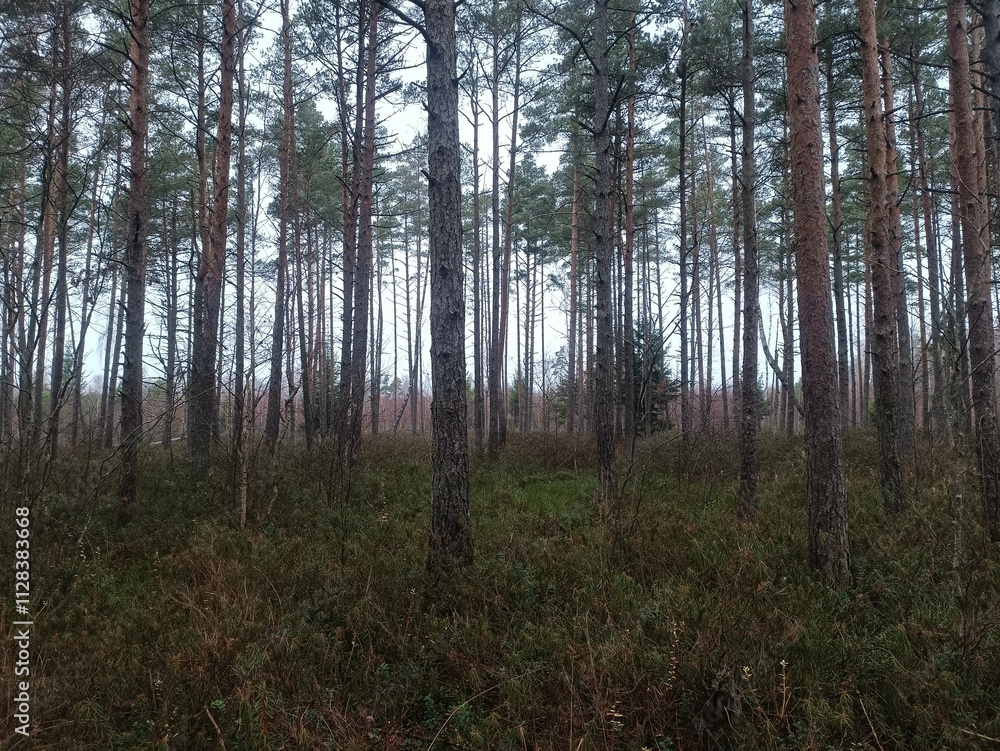 Rekyva forest during cloudy autumn day. Pine and birch tree woodland. Blueberry bushes are growing in woods. Cloudy day with white and gray clouds in sky. Fall season. Nature. Rekyvos miskas. Rekyva forest during cloudy autumn day. Pine and birch tree woodland. Blueberry bushes are growing in woods. Cloudy day with white and gray clouds in sky. Fall season. Nature. Rekyvos miskas.