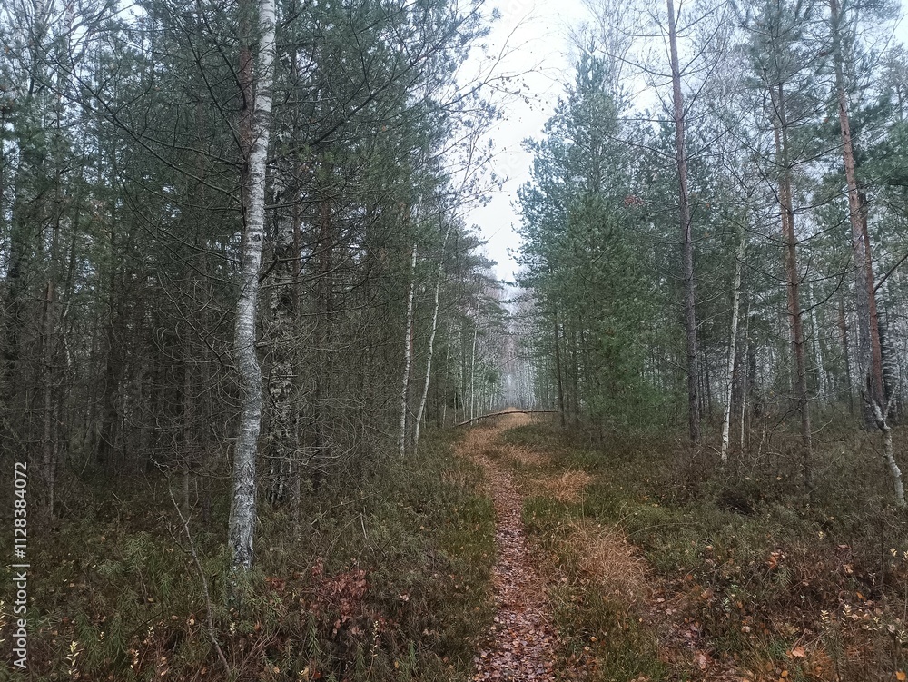 Rekyva forest during cloudy autumn day. Pine and birch tree woodland. Blueberry bushes are growing in woods. Cloudy day with white and gray clouds in sky. Fall season. Nature. Rekyvos miskas. Rekyva forest during cloudy autumn day. Pine and birch tree woodland. Blueberry bushes are growing in woods. Cloudy day with white and gray clouds in sky. Fall season. Nature. Rekyvos miskas.