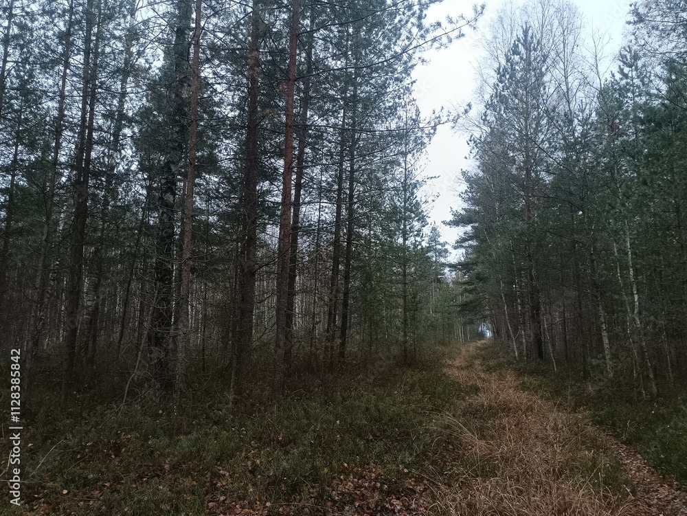 Rekyva forest during cloudy autumn day. Pine and birch tree woodland. Blueberry bushes are growing in woods. Cloudy day with white and gray clouds in sky. Fall season. Nature. Rekyvos miskas. Rekyva forest during cloudy autumn day. Pine and birch tree woodland. Blueberry bushes are growing in woods. Cloudy day with white and gray clouds in sky. Fall season. Nature. Rekyvos miskas.