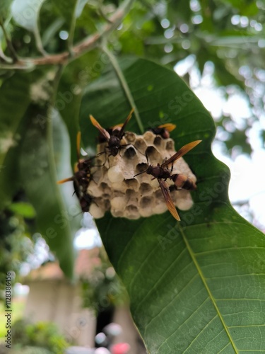 The nest of the red paper wasp or red wasp or Polistes Canadensis is attached to a leaf photo