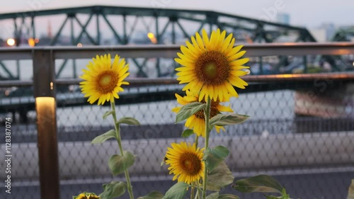 Vibrant yellow sunflowers bloom against city bridge backdrop at dusk stunning urban flower display