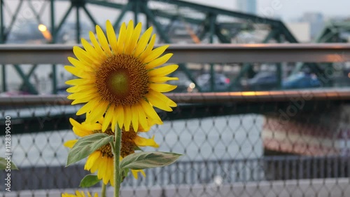 Sunflowers blooming vibrantly near city bridge with yellow petals against urban nature backdrop in heart of city