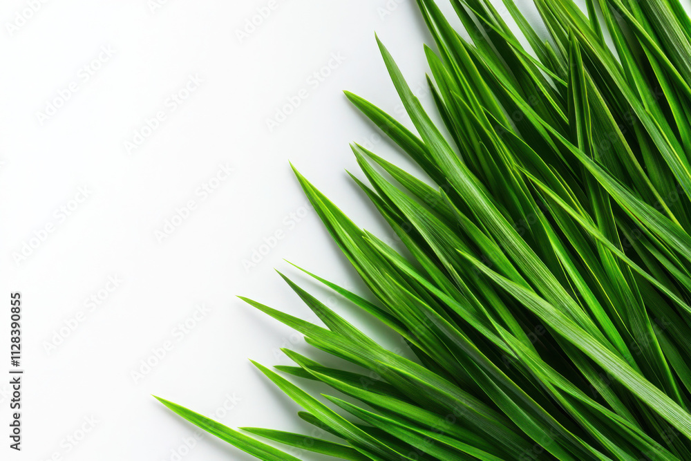 Close-up of vibrant green grass blades against a white background. Close-up of vibrant green grass blades against a white background.