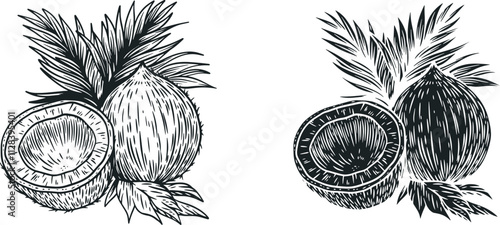 Coconut with leaf in hand draw style isolated on clean background. Monochrome cartoon vector illustration.