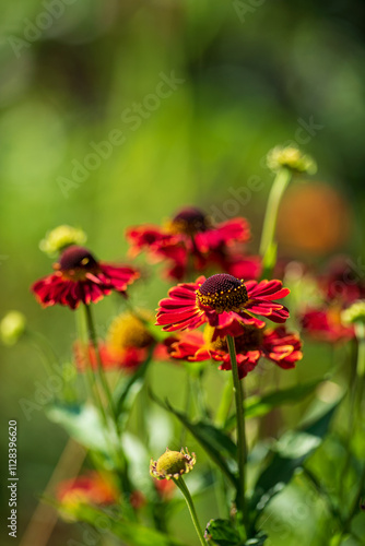 helenium flowers in the garden photo