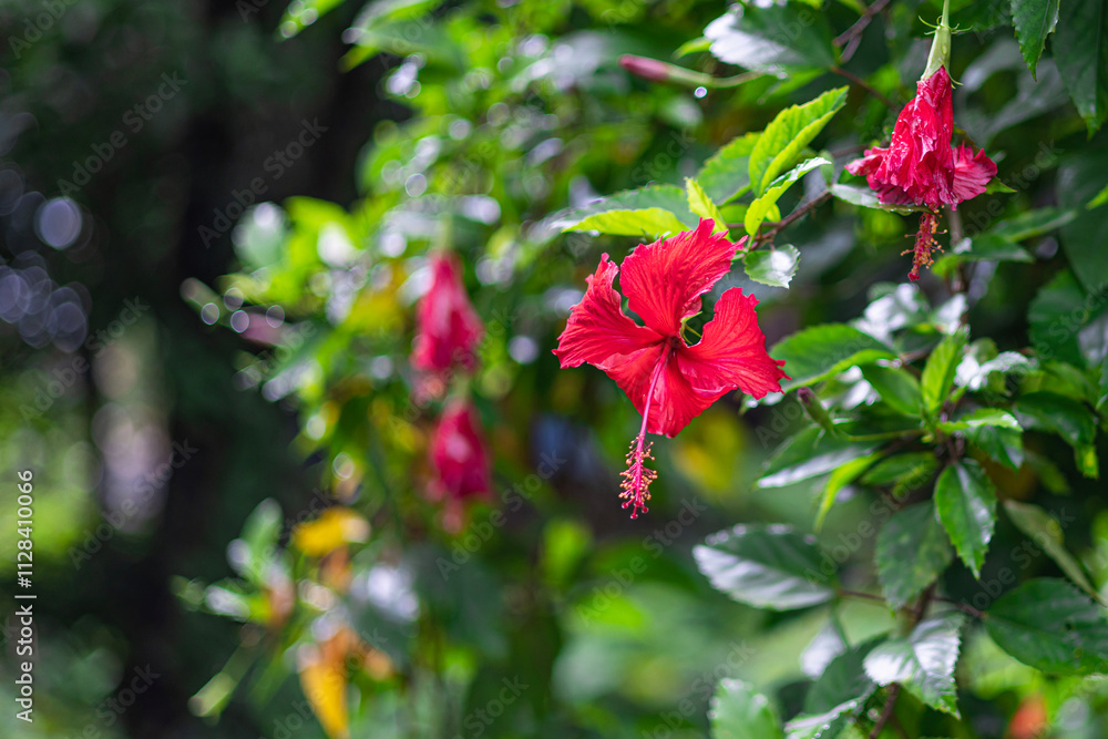 Hibiscus (Hibiscus rosa-sinensis) is a beautiful bright red flower native to Myanmar. With its bright green color, it is the national flower of Malaysia.
