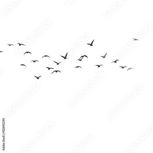 flock of birds png image
