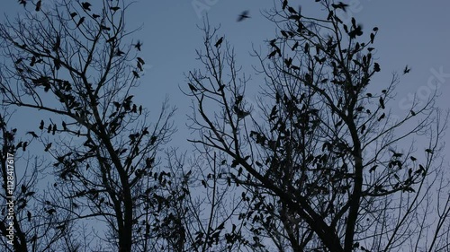 a large group of crows filmed late at night on the branches of a tree