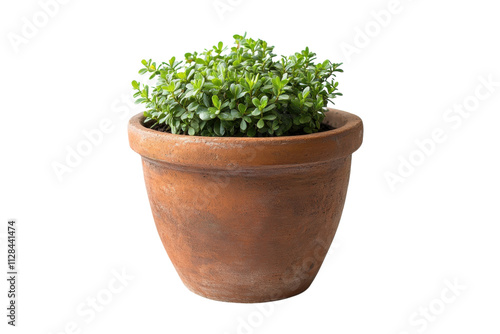 Terracotta pot filled with vibrant green plant placed on white background