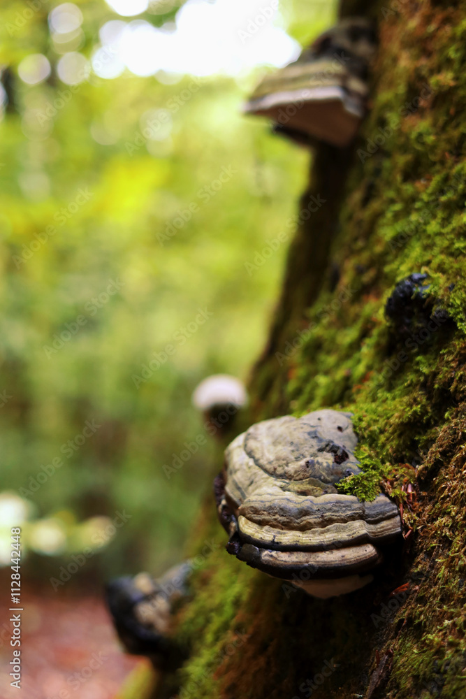 Mystic polypore mushrooms on the old tree, yellow foliage, autumn mood Mystic polypore mushrooms on the old tree, yellow foliage, autumn mood